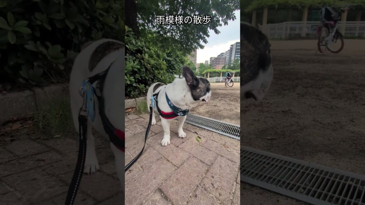 雨模様の夕方の散歩　飼い主が好きすぎるフレンチブルドック『ぶーちゃん日記』 #フレンチブルドッグ #frenchbulldog #散歩