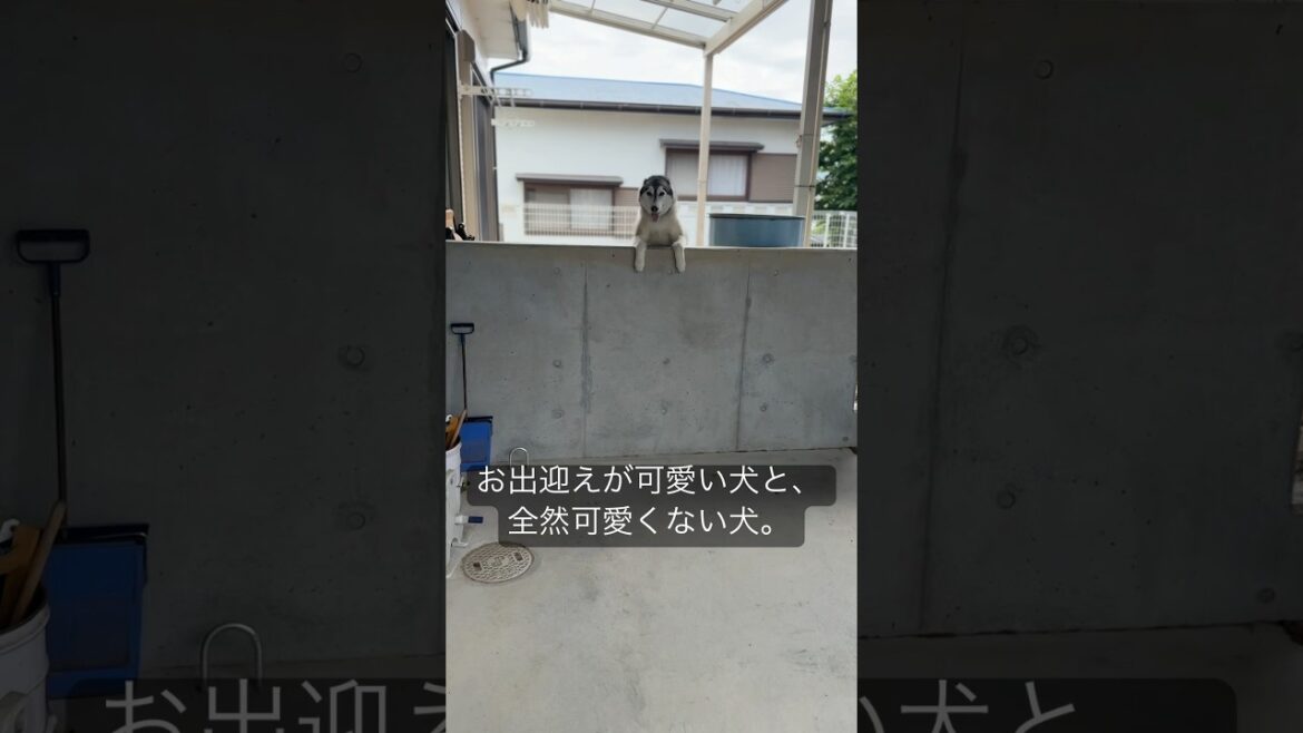 犬にも性格があります。#シベリアンハスキー #ハスキー犬ポッキー #siberianhusky #大型犬のいる生活