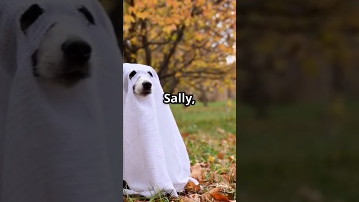 3 Amazing Jack Russell Terrier dogs!!! one of them is a Ghost 😱 #fyp #dog #funny #funnydogs #dog 3 Amazing Jack Russell Terrier dogs!!! one of them is a Ghost 😱 #fyp #dog #funny #funnydogs #dog