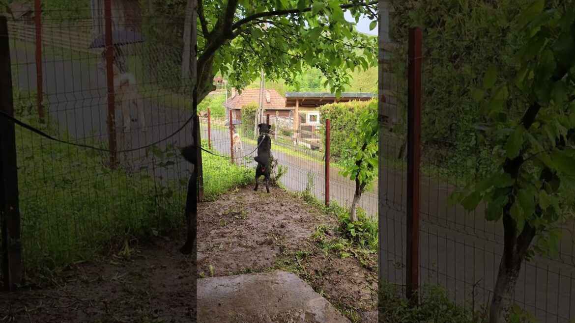 Territorial Instinct: Rottweiler Reacts 🐶 Territorial Instinct: Rottweiler Reacts 🐶