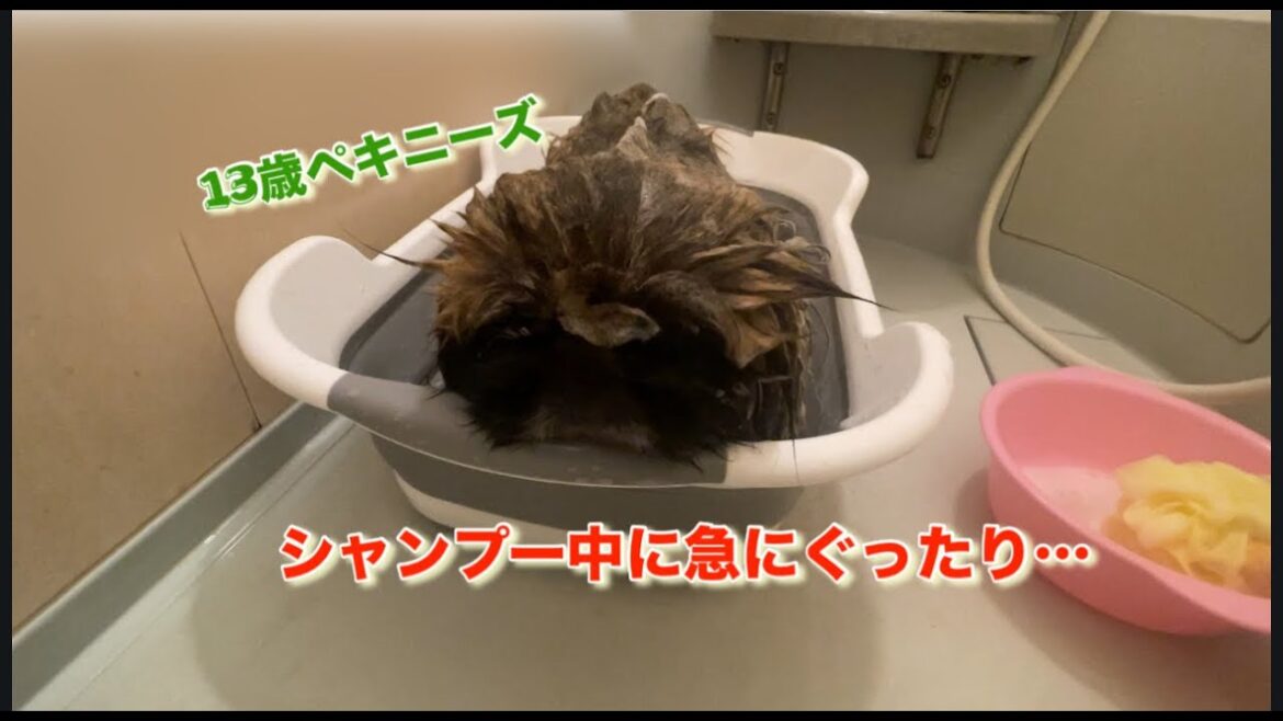 【お風呂】13歳兄ペキニーズがシャンプー中に急にぐったりしてしまいものすごくびっくり焦りました　こんな事もあるんですね………