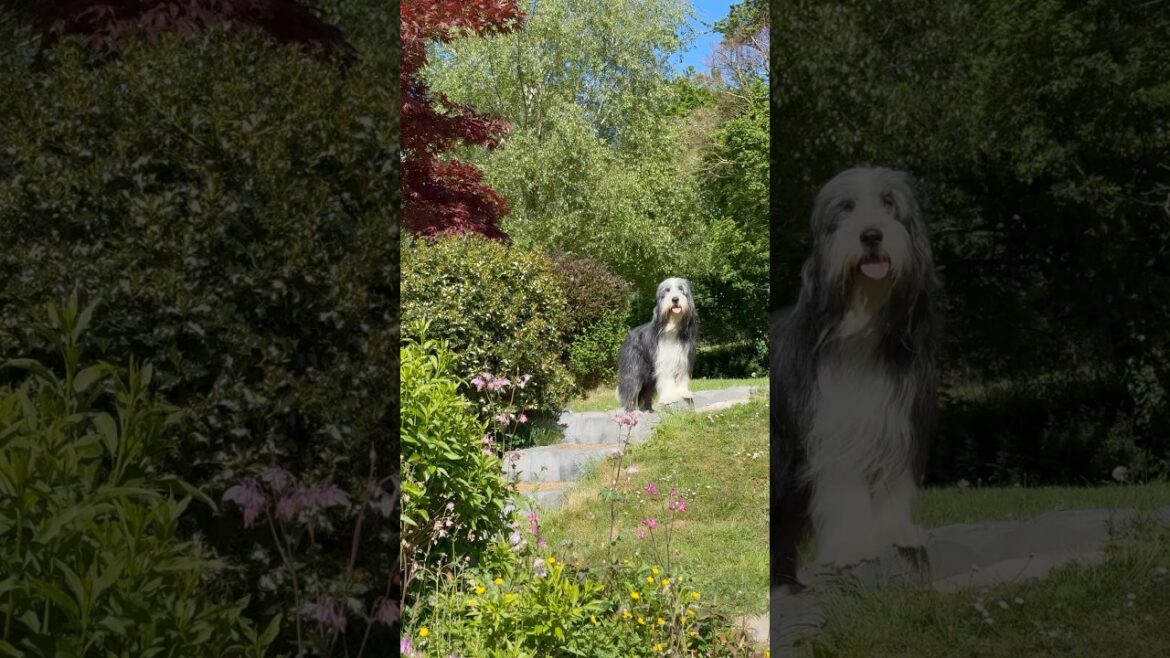 My garden!😀 #dog #collie #beardedcollie #doglife #cutedog #shorts