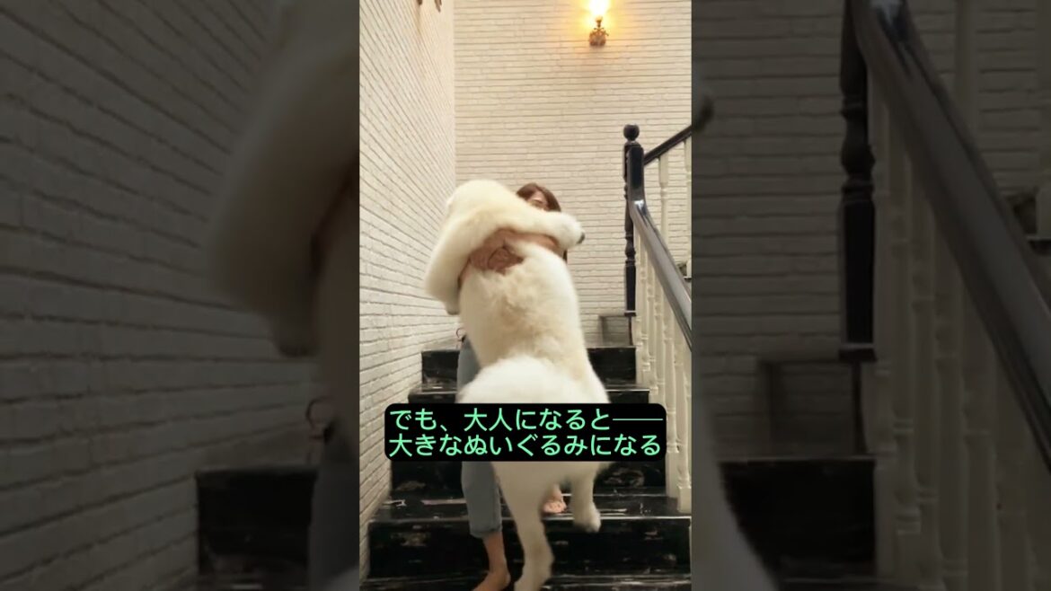 かわいいけど、将来すごい。アラスカン・マラミュート。 #動物 #雑学 #おもしろ　 #animals #奇妙な生き物