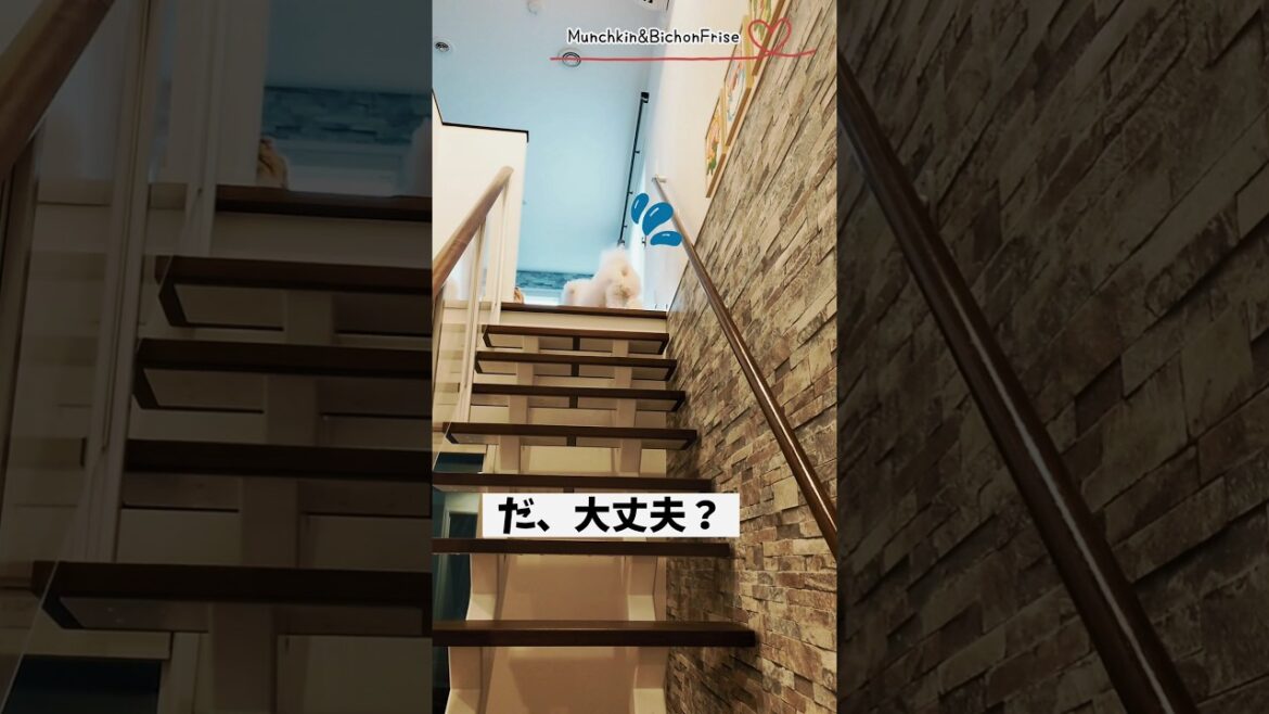 【ビションフリーゼ】子豚みたいなもふ犬がどんくさ過ぎた 【犬と猫、両方飼ってると毎日かわいい♥】