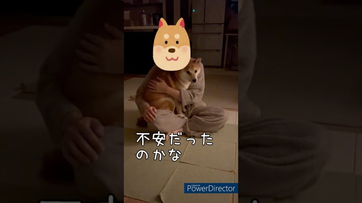 【元気ない柴】病院予約しました！豆柴アオと柴犬委員会  mameshiba AO & shiba inu committee #Shorts#柴犬 #豆柴#愛犬 #癒し#柴犬のいる生活