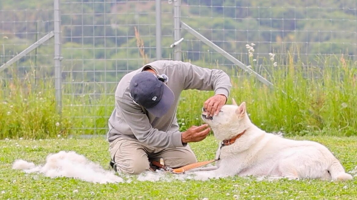 【紀州犬の換毛期は大変です】僕が薦めるリード