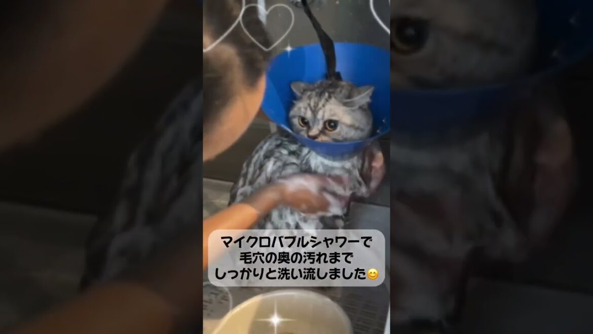 ブリティッシュショートヘアー　てんちゃん♡トリミングコースご利用🐾#cat #猫のいる暮らし