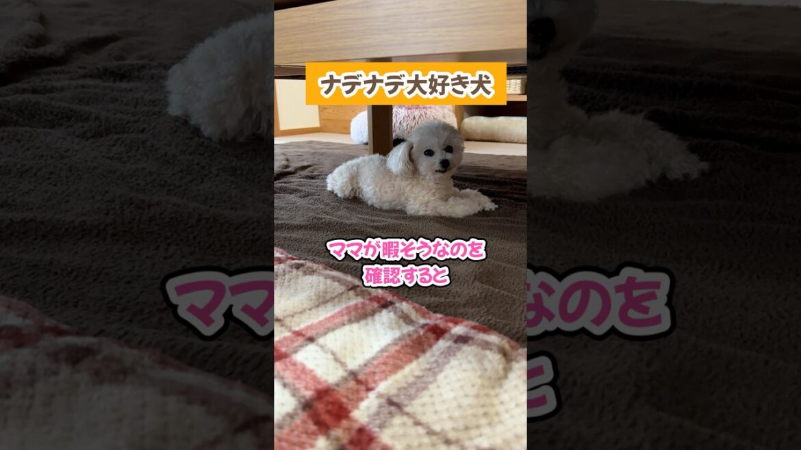 ナデナデ依存症のトイプードル #shorts #トイプードル #可愛い犬