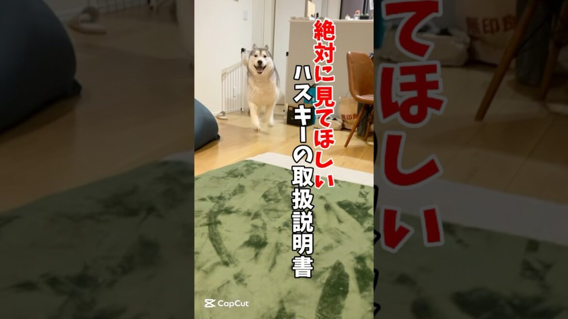ハスキーのトリセツ#ハスキン #ハスキン一家#シベリアンハスキー#ハスキー犬#husky #dog #shorts