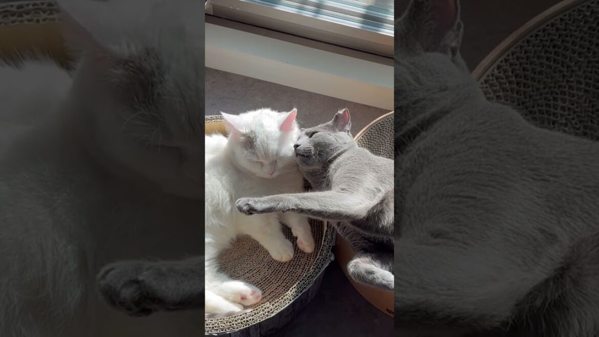 マンチカン| 日向ぼっこ [Munchkin]