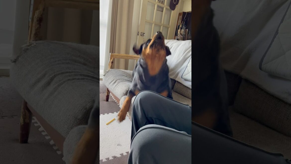 おもちゃが欲しすぎて喋るロットワイラー