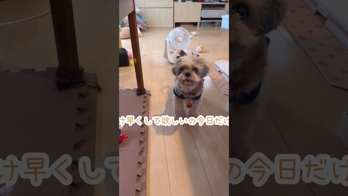 新たな戦法を編み出した愛犬🐶#シーズー #いぬ #犬 #わんこ #イヌ