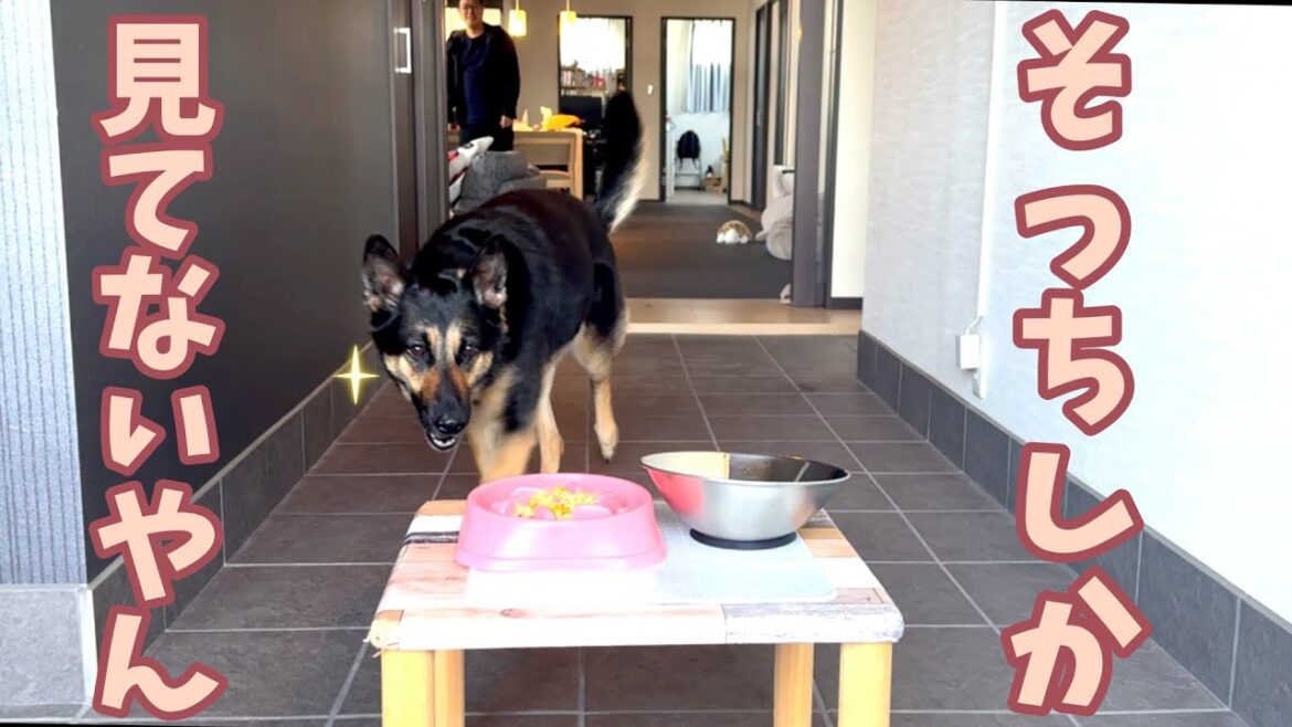 早食い防止の食器でも止まらない！愛犬を沼らせたごはんがこちらですw【ココグルメ】