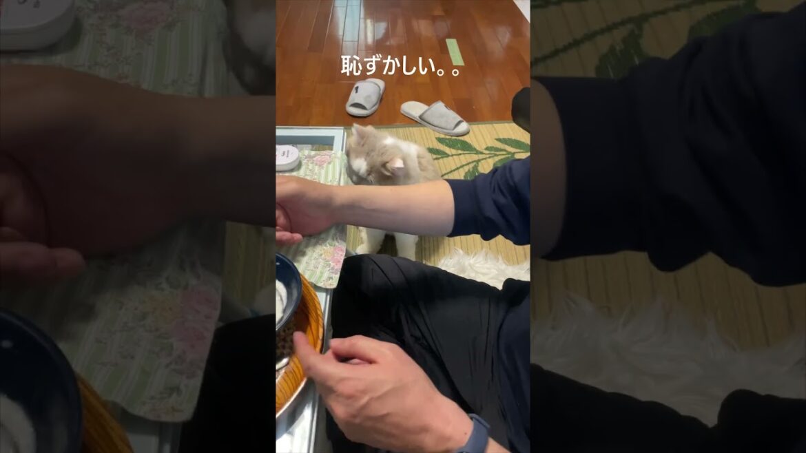 #撮られたくない猫 #ツンデレ ＃猫のいる暮らし #スコティッシュフォールド #shorts