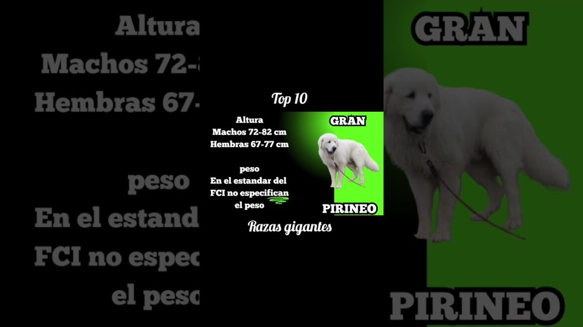 TOP 10 RAZAS MÁS GRANDES del mundo. #shorts
