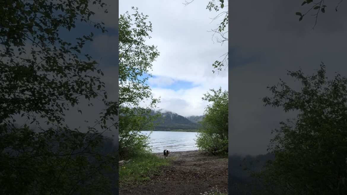 Aussie dog plays fetch in big Mountain Lake