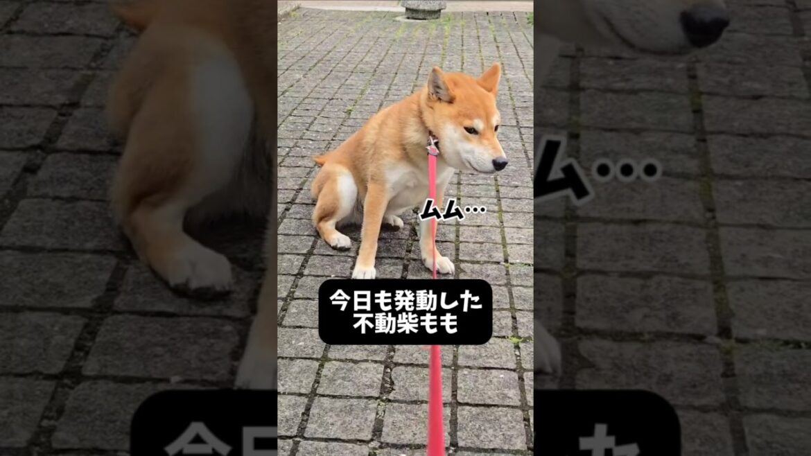 今日も不動柴です #shorts #柴犬 #dog