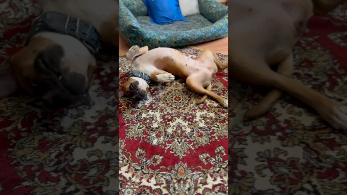 По традиции, какой факт самый интересный?) #amstaff #собака #dog #amstaffria