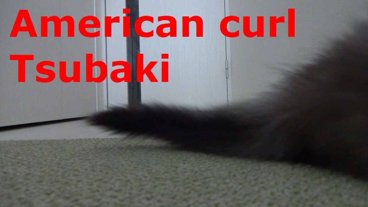 【猫目線から撮影してみた】アメリカンカール猫の椿くん   American Curl cat Tsubaki
