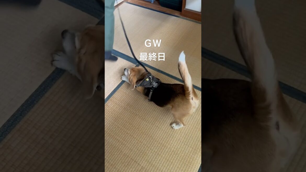 古民家体験を終了して狭い自宅に帰るビーグルさん#ビーグル#beagle #古民家