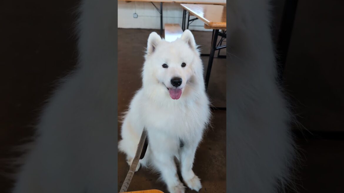 Pretty Little Baby #samoyed #cutedog
