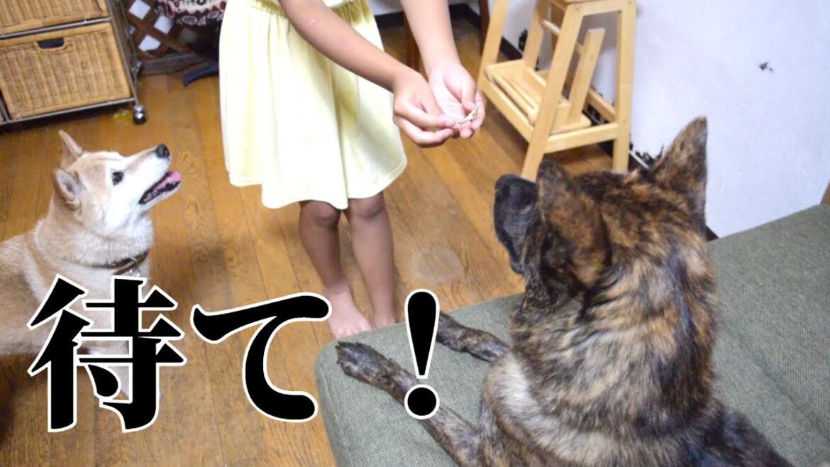 「待て」の練習中【過去動画】　#甲斐犬 #子犬 　#甲斐犬 #柴犬