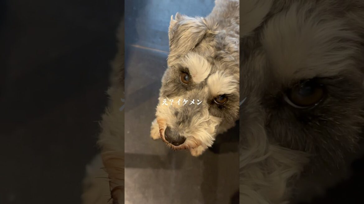 🐶愛犬の愛おしいところ【ミニチュアシュナウザー】 #schnauzer #torakichihouse #シュナウザー