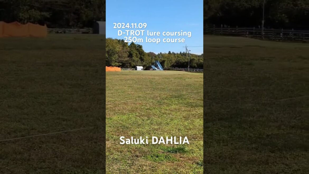 【サルーキ】ダリア D-TROTルアーコーシング 250m周回コース 2024.11.09