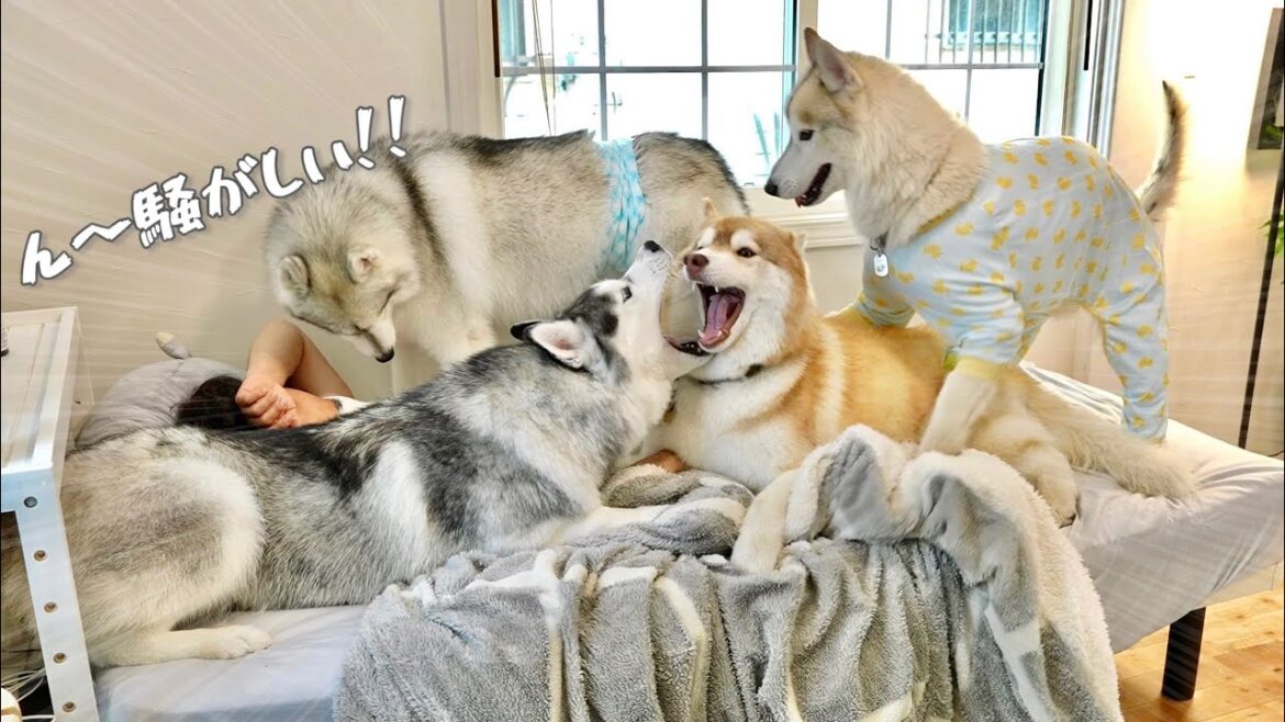 【大変】ベッドで寝る飼い主を囲んではしゃぐ4頭のハスキーが騒がしすぎる...笑　【シベリアンハスキー】