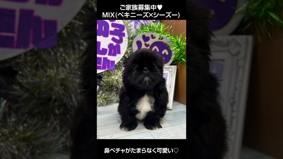 鼻ペチャがたまらなく可愛いペキシーちゃん♥🐩【横浜ペットショップ ベルドック】#shorts #犬のいる暮らし #ペキシー #ペキニーズ #シーズー