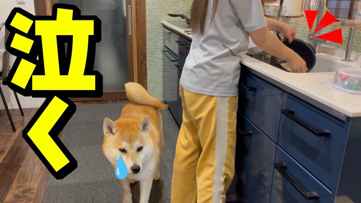娘が料理をしたら、まさかの柴犬が泣き出す事態に… 娘が料理をしたら、まさかの柴犬が泣き出す事態に…