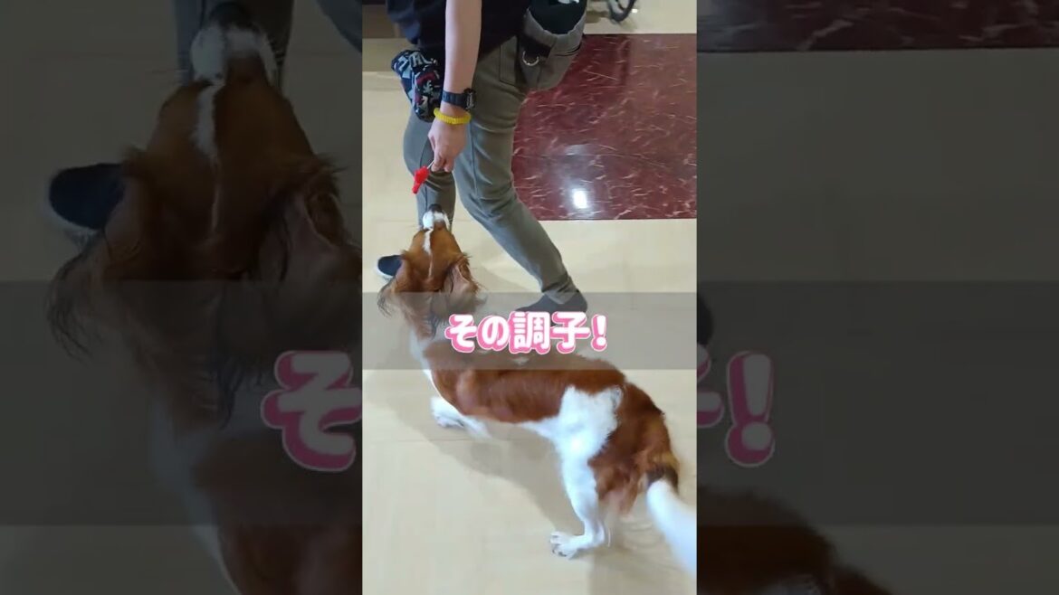 セラピー犬トレーニング【アポロ編】 #コーイケルホンディエ    #ドッグセラピー  #トレーニング