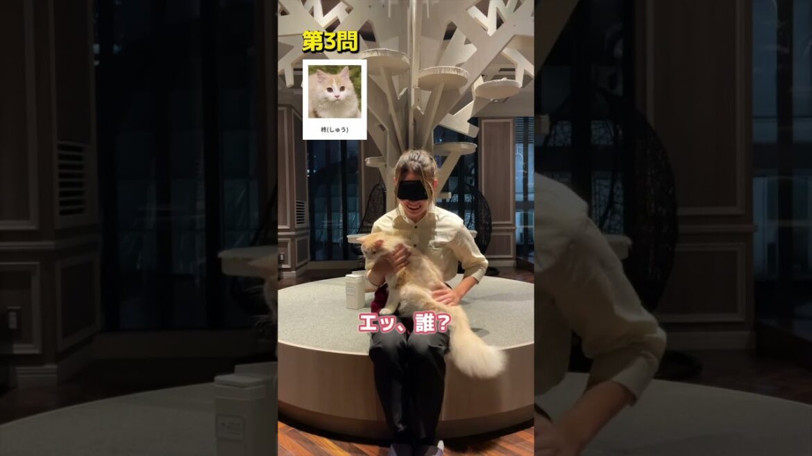 目隠ししてどの猫ちゃんかわかる？ #cat #catcafe #猫カフェモカ