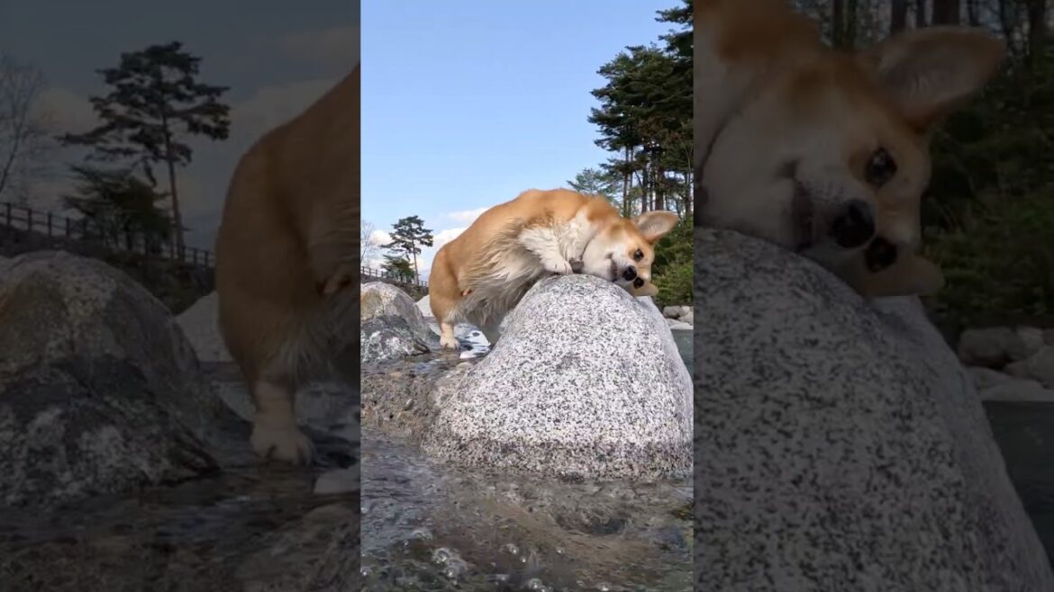 川辺の岩でスリスリするコーギー / A Corgi rubbing itself against a rock by the river. #コーギー #サクラ #corgi