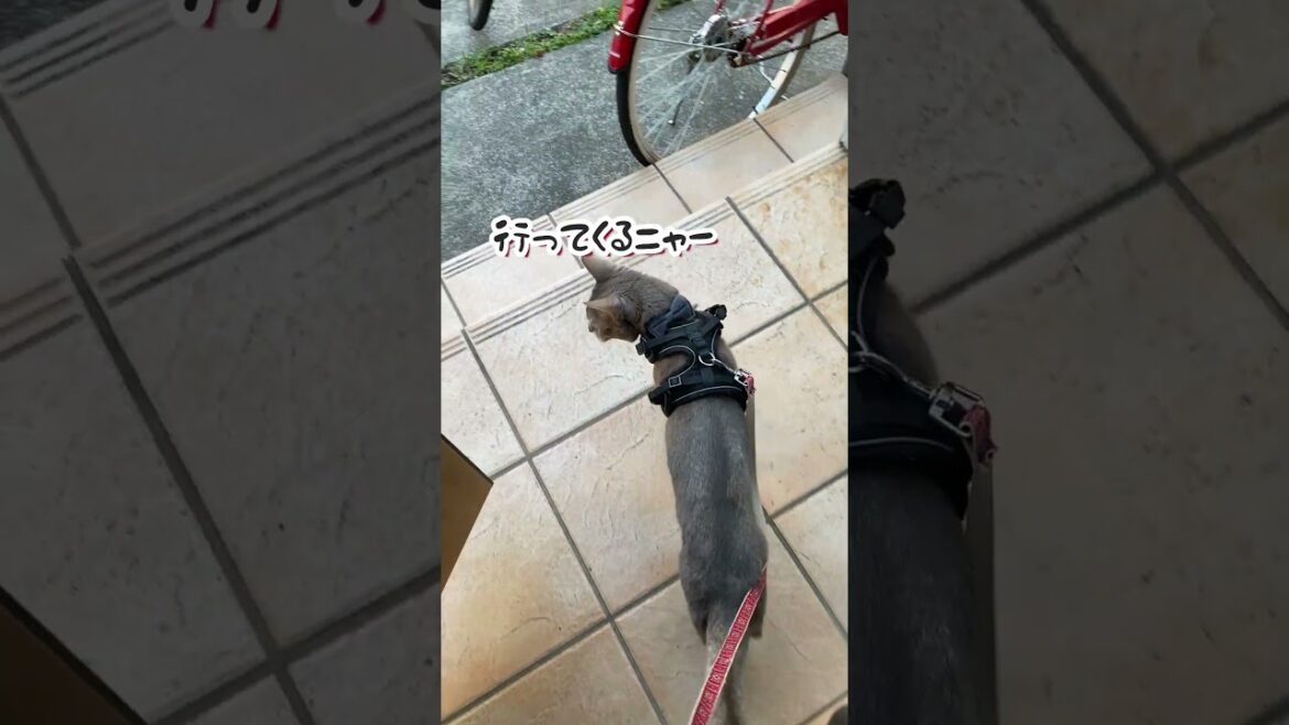 犬に見送られて散歩に行く猫 #shorts #アビシニアン #デカチワワ