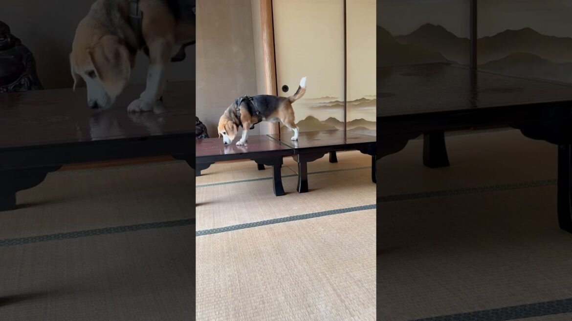 家族の目を盗みいけないことをするビーグルさん#ビーグル#beagle#shorts