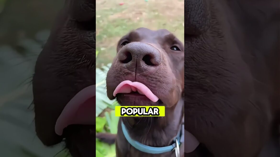 5 fascinating facts about dogs 🐶