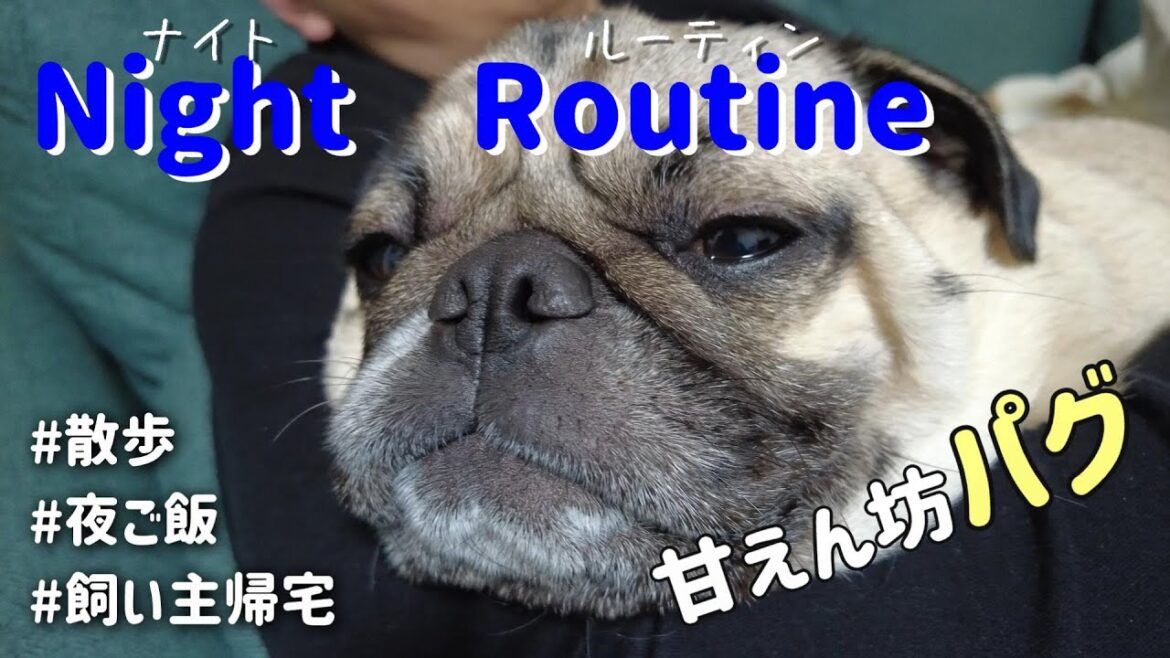 【ナイトルーティン】甘えん坊パグ、飼い主の帰宅を健気に待っていた…ｗ【パグ】