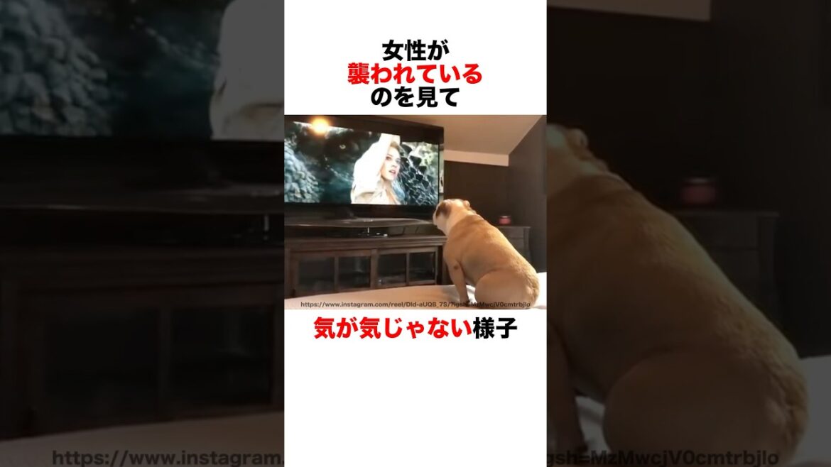 映画にのめり込むブルドッグ🤣