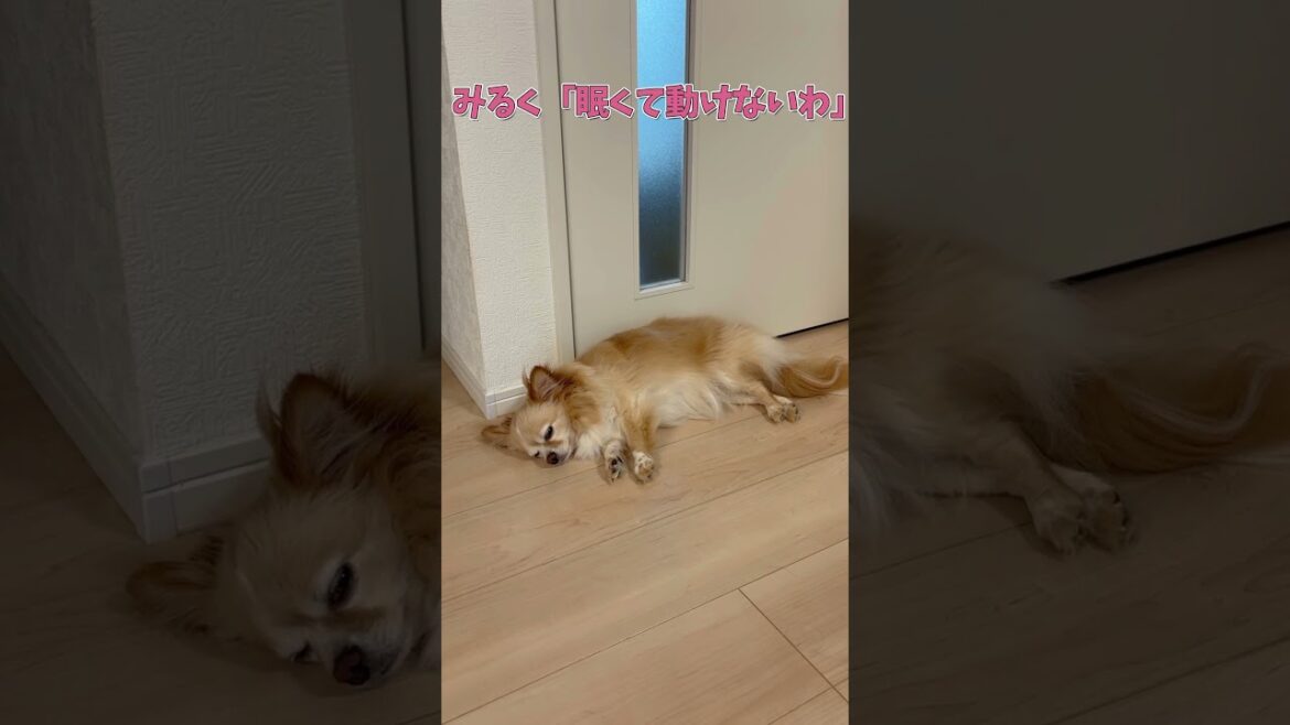 ドアの前から動いてくれないチワワが可愛い　#ロングコートチワワ　#犬 #犬好きさんと繋がりたい #犬と猫どっちも飼ってると毎日たのしい #多頭飼い