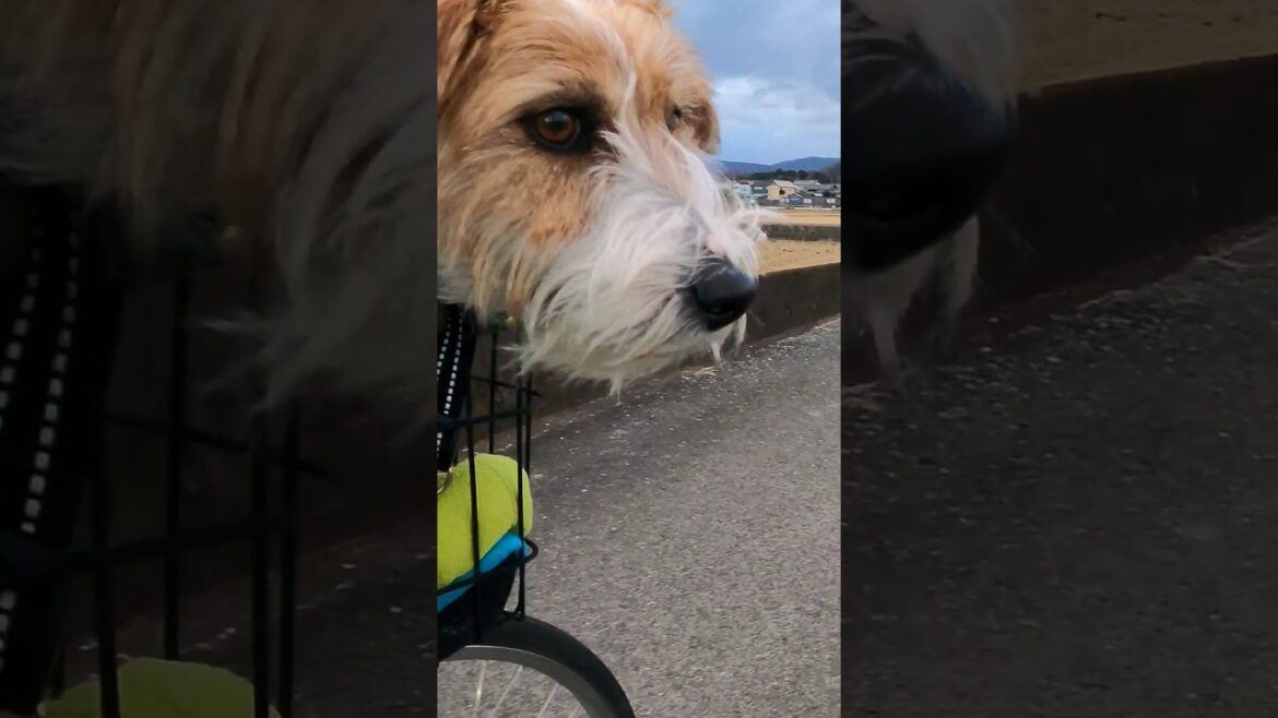 歩いて走って乗って#ジャックラッセルテリア #jackrussellterrier #shorts