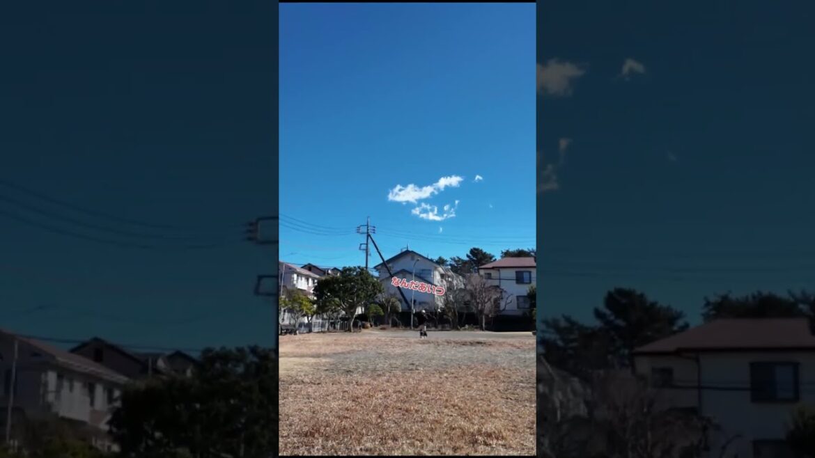 遠くから犬を呼んだら手下よばわりされた#ミニチュアシュナウザー #犬のいる生活  #ほのぼの