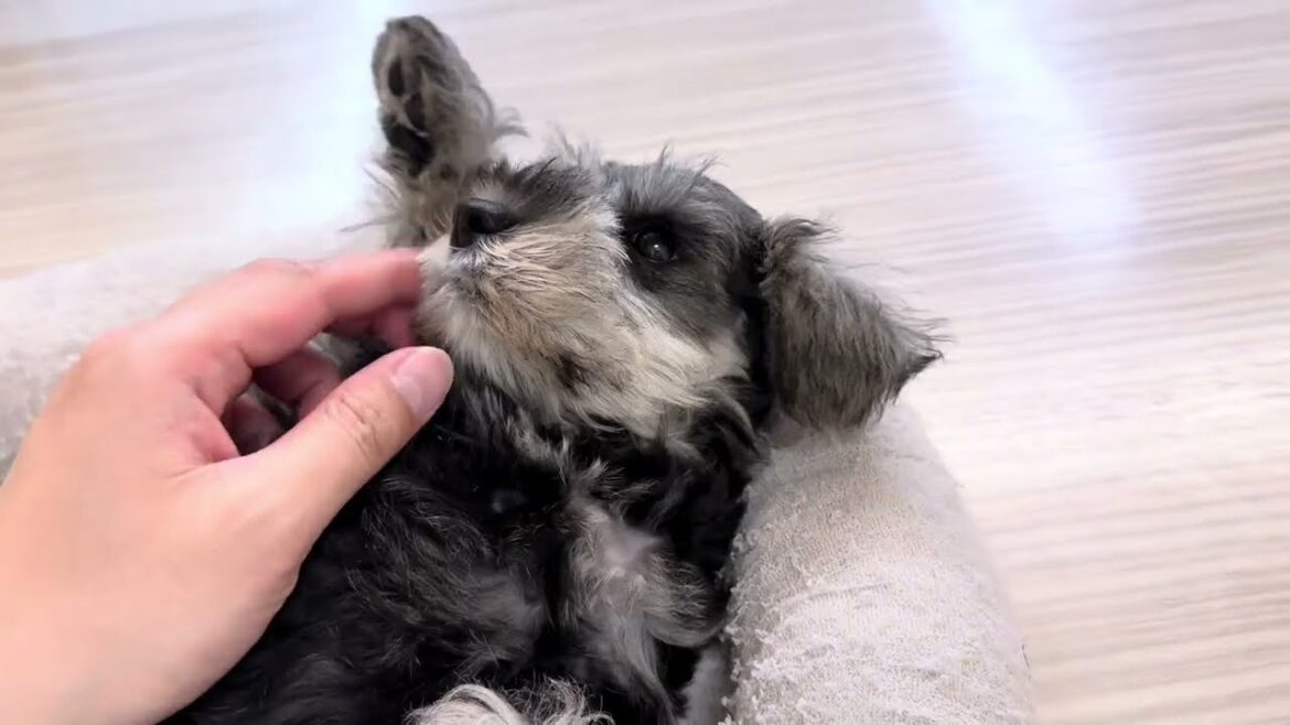 【2025.03.26撮影】ミニチュアシュナウザーの子犬 女の子 ソルト&ペッパー!大人しめな性格?まったりな様子とへそてんポーズ公開! 【2025.03.26撮影】ミニチュアシュナウザーの子犬 女の子 ソルト&ペッパー!大人しめな性格?まったりな様子とへそてんポーズ公開!