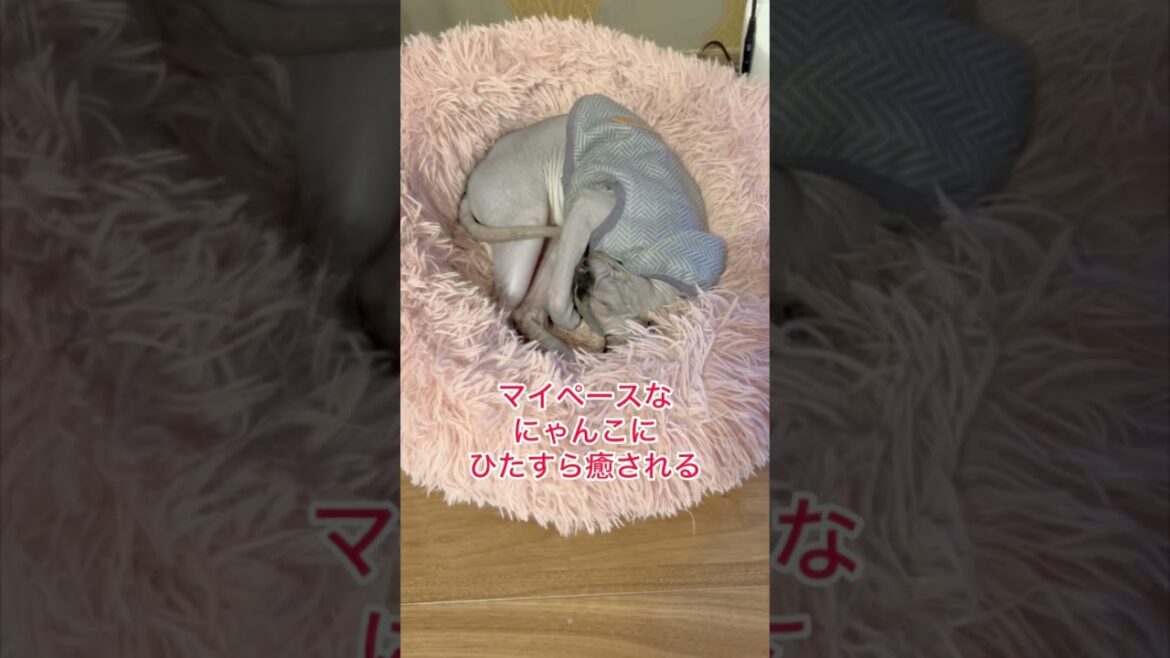 爆睡のスフィンクスに癒される #shorts #スフィンクス #スフィンクス猫 #sphynx