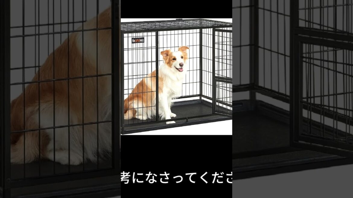 買ってよかったおすすめの犬グッズ #ボーダーコリー #bordercollie #犬グッズ