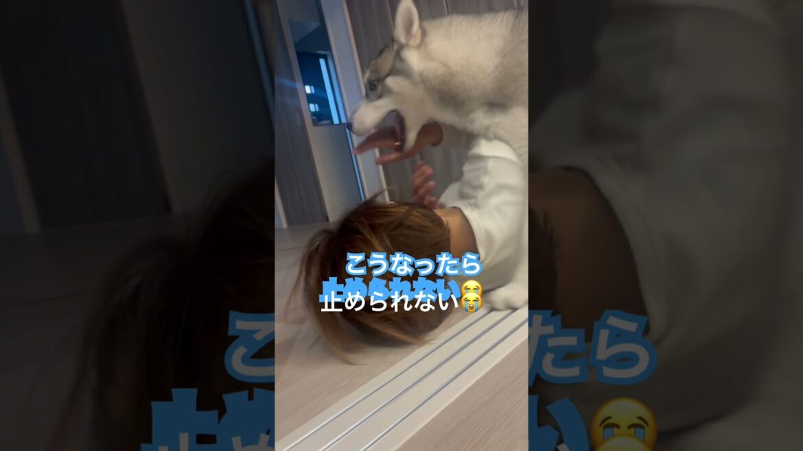 ママと遊ぶハスキー#シベリアンハスキー #大型犬 #癒し #犬のいる暮らし #犬 #ハスキー #siberianhusky #愛犬 #husky #dog #遊ぶ #ママ大好き #ママ #shorts