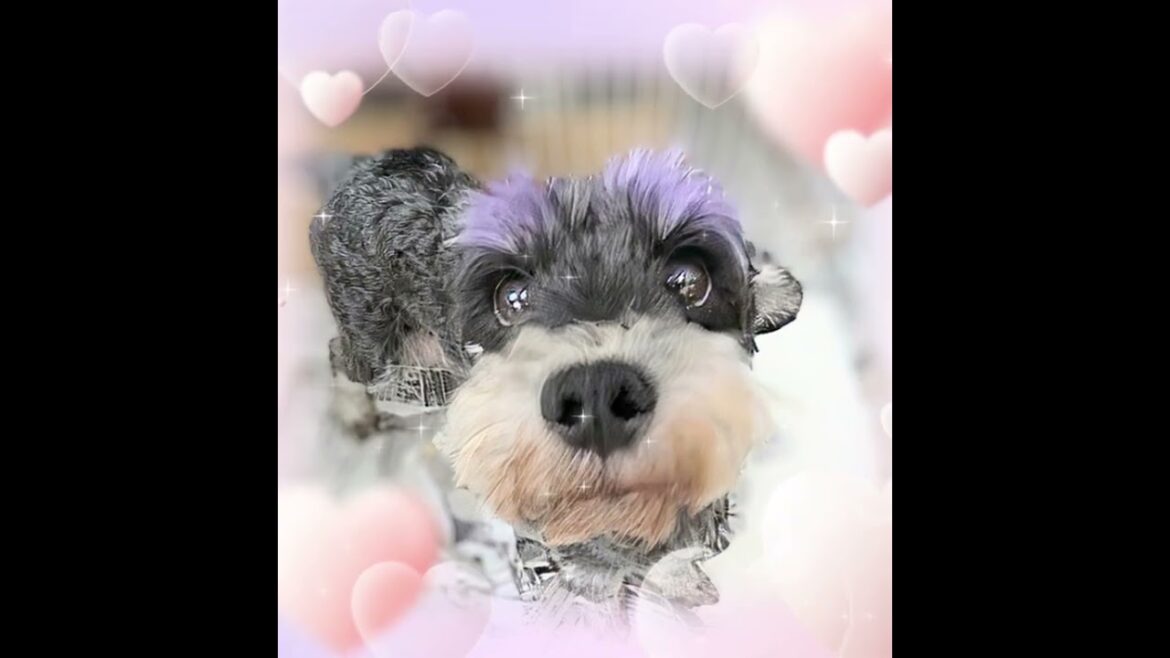 ミニチュアシュナウザー ブラック＆シルバー