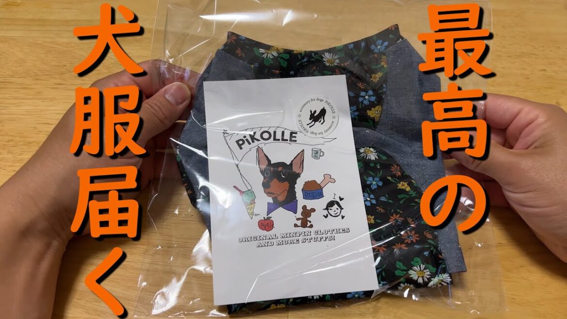 うちのミニピンさんの服のサイズは？？【PiKOLLEさんの犬服サイズ感】