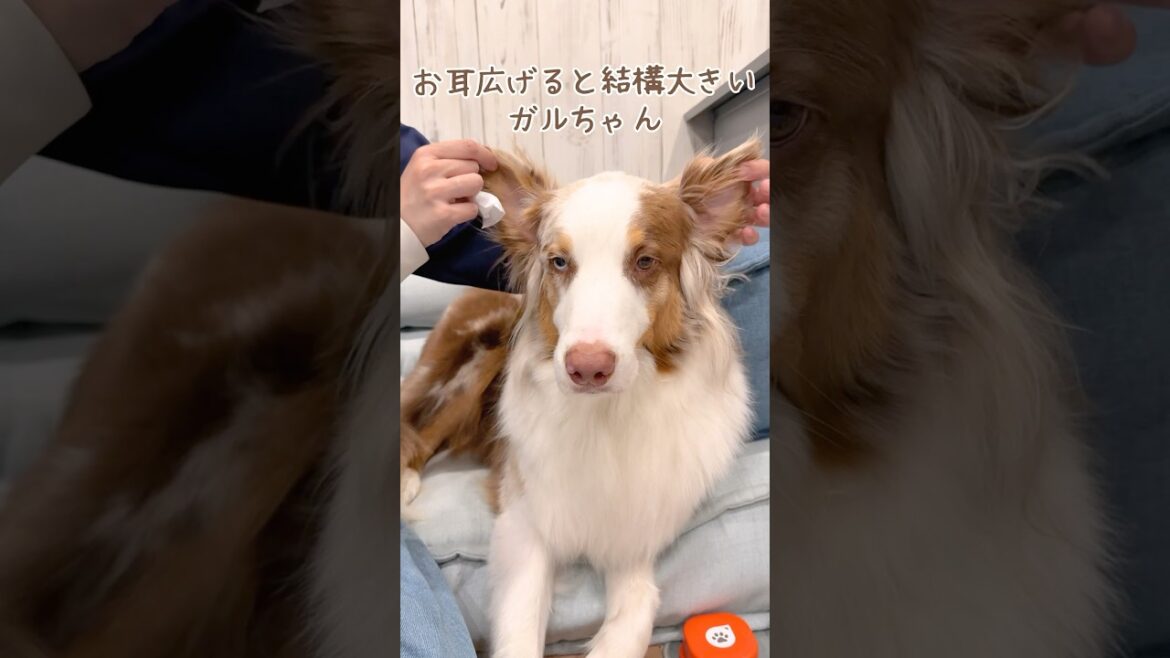 苦手なお耳掃除を頑張る犬達が偉い🥺♡【ボーダーコリー・オーストラリアンシェパード】#shorts