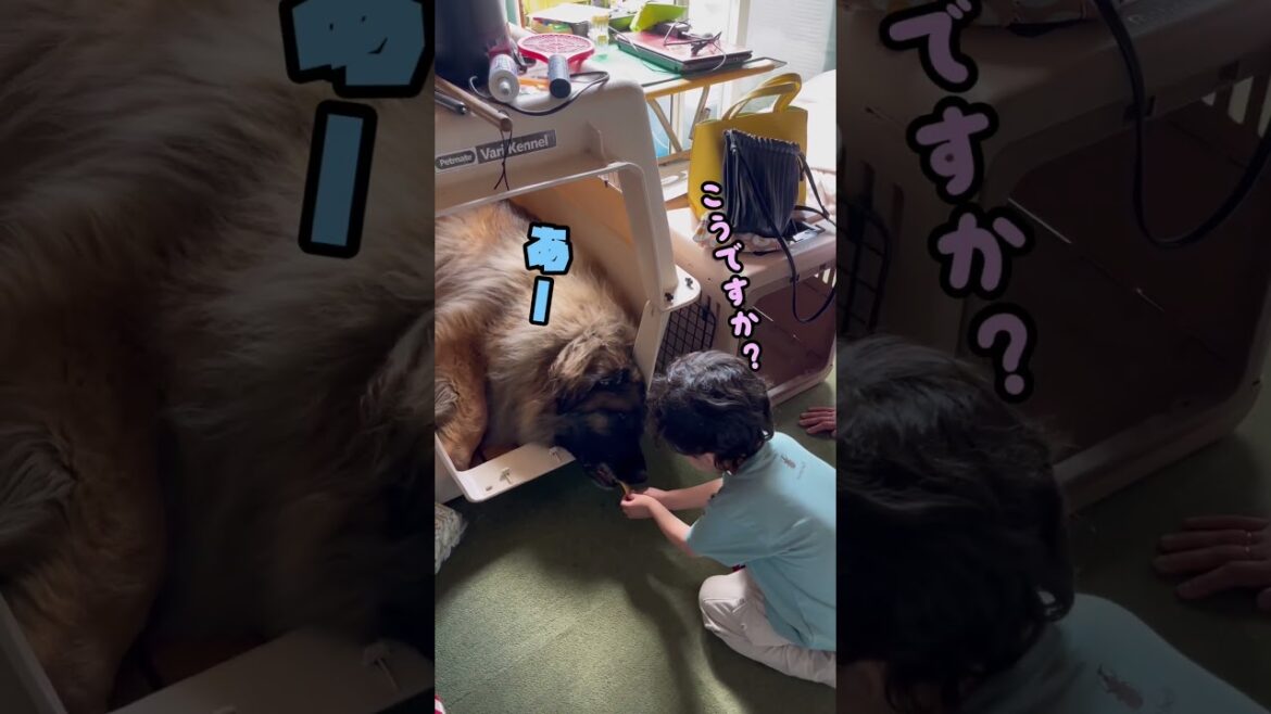 お久しぶりです。最近は省エネでやっております🖐️ #レオンベルガー #超大型犬